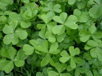 Clover
