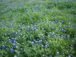 bluebonnets