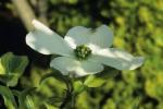 dogwood3